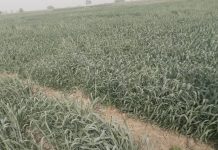 Anchor Borrowers: Bauchi wheat farmers applaud FG, expect bumper harvest