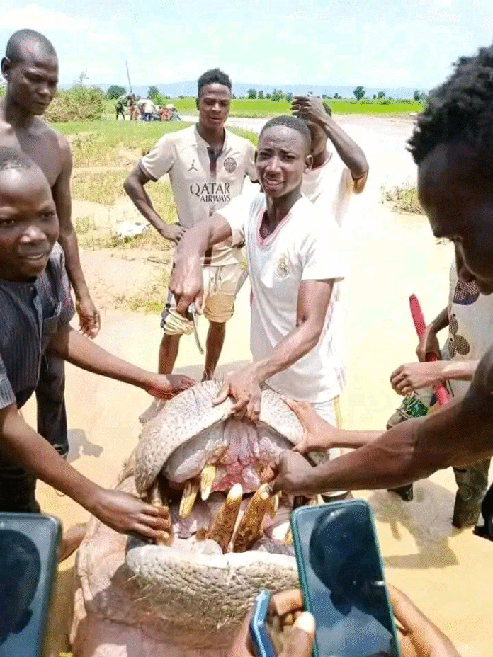 Photo of the ill-fated animal after it was slain by angry residents.